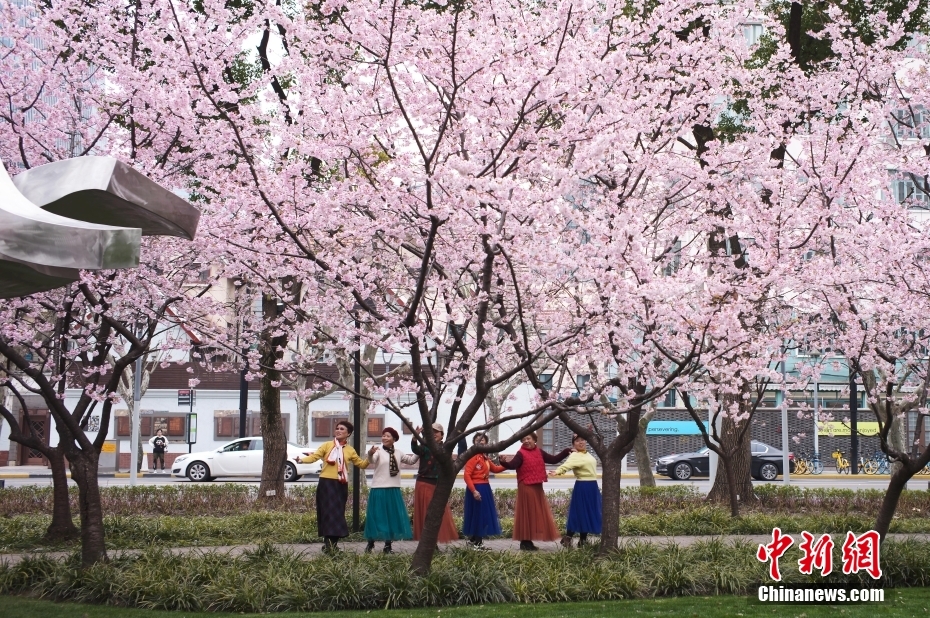 上海：游客赏樱忙